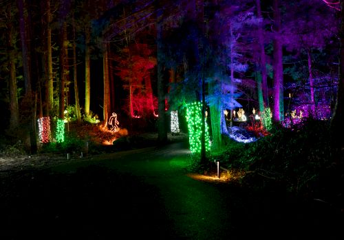 The image shows a forest path illuminated with colorful lights, featuring green, red, blue, and purple hues, creating a magical ambiance.
