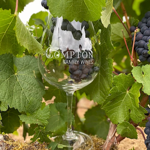 A glass with grapes inside among green vine leaves, labeled &ldquo;Gomption Family Wines,&rdquo; nestled in a vineyard setting.