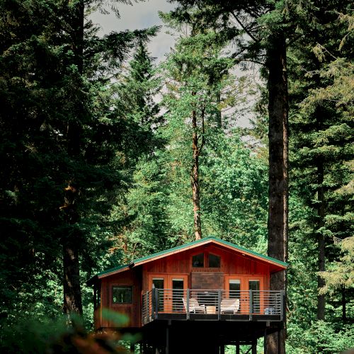 A wooden cabin is nestled among tall trees in a lush forest, surrounded by greenery and partially sunlit.