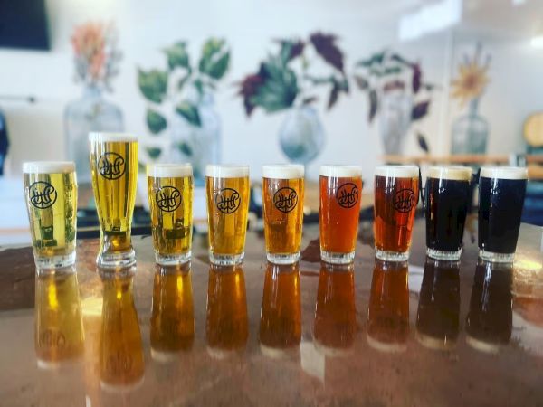An array of nine glasses with different beers, varying in color from light to dark, lined up on a reflective surface.
